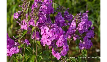 Gartenbaumschule Becker