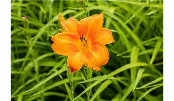 Gartenbaumschule Becker