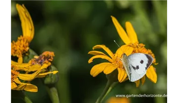 Gartenbaumschule Becker