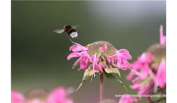 Gartenbaumschule Becker