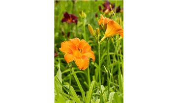 Gartenbaumschule Becker