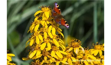 Gartenbaumschule Becker