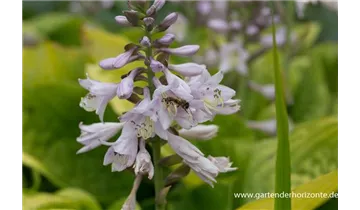 Gartenbaumschule Becker
