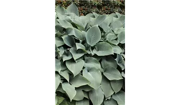 Gartenbaumschule Becker