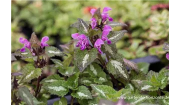 Gartenbaumschule Becker