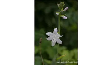Gartenbaumschule Becker