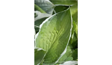 Gartenbaumschule Becker