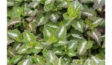 Gartenbaumschule Becker