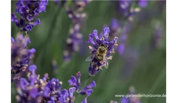 Gartenbaumschule Becker