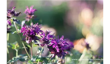 Gartenbaumschule Becker