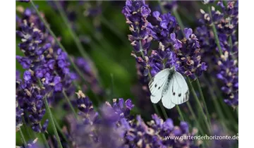 Gartenbaumschule Becker