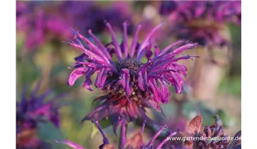 Gartenbaumschule Becker