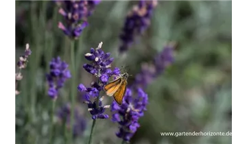 Gartenbaumschule Becker