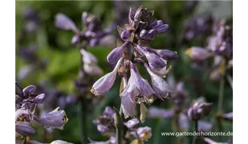 Gartenbaumschule Becker