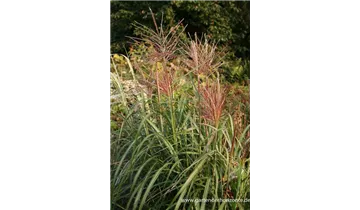 Gartenbaumschule Becker