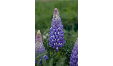 Gartenbaumschule Becker