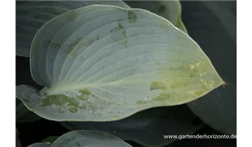 Gartenbaumschule Becker