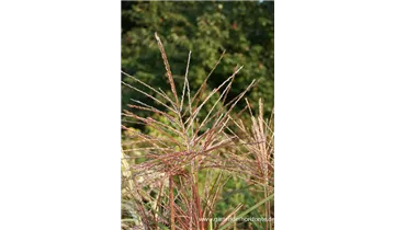 Gartenbaumschule Becker