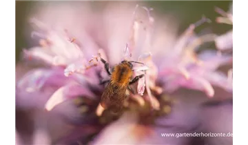 Gartenbaumschule Becker