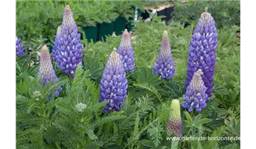 Gartenbaumschule Becker