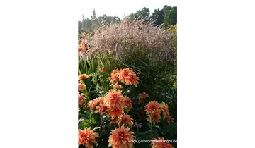 Gartenbaumschule Becker