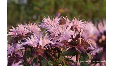 Gartenbaumschule Becker