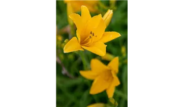 Gartenbaumschule Becker