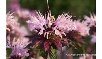 Gartenbaumschule Becker