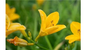 Gartenbaumschule Becker