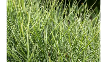 Gartenbaumschule Becker