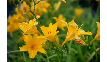 Gartenbaumschule Becker