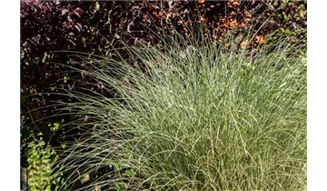 Gartenbaumschule Becker