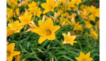 Gartenbaumschule Becker