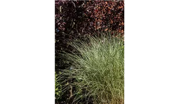 Gartenbaumschule Becker