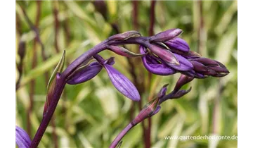 Gartenbaumschule Becker