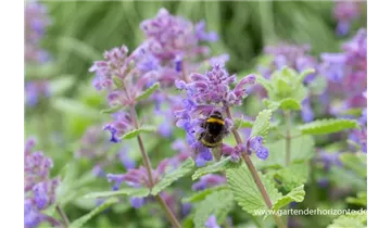 Gartenbaumschule Becker