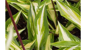 Gartenbaumschule Becker
