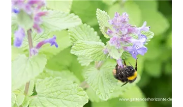 Gartenbaumschule Becker