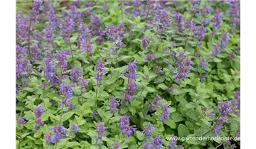 Gartenbaumschule Becker