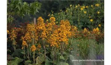 Gartenbaumschule Becker