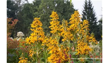 Gartenbaumschule Becker