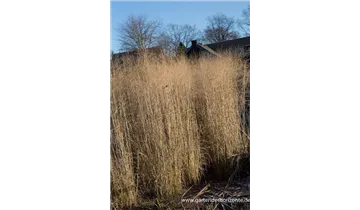 Gartenbaumschule Becker