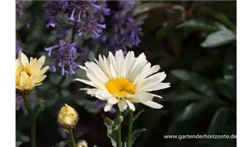 Gartenbaumschule Becker
