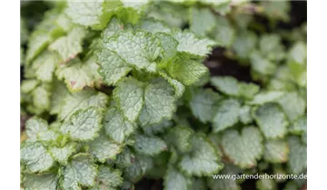 Gartenbaumschule Becker