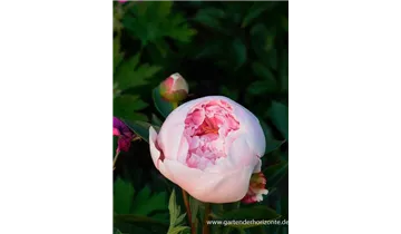 Gartenbaumschule Becker