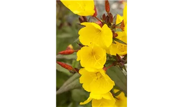 Gartenbaumschule Becker