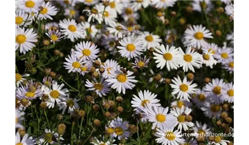 Gartenbaumschule Becker