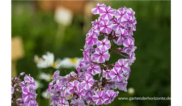 Gartenbaumschule Becker