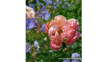 Gartenbaumschule Becker