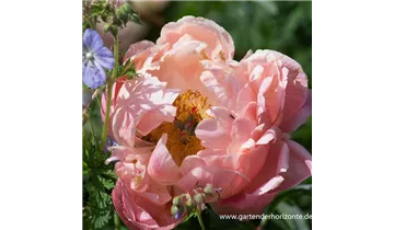 Gartenbaumschule Becker